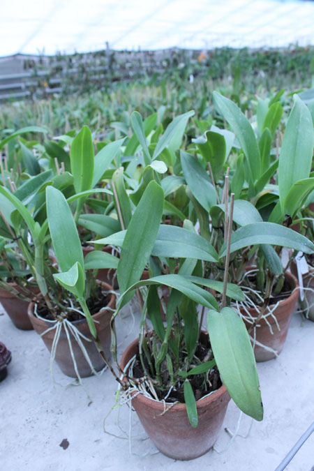 Cattleya skinneri.jpg