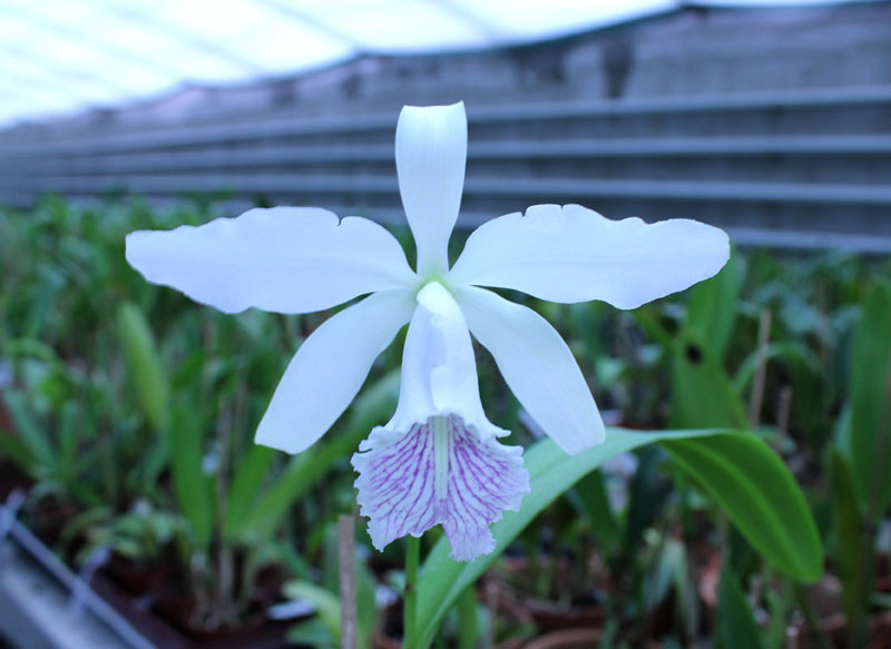 Cattleya Dominiana.jpg