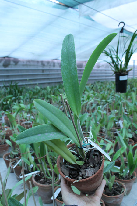 Cattleya trianae alba XXXX x Cattleya trianae amoena 'Rainha'.jpg