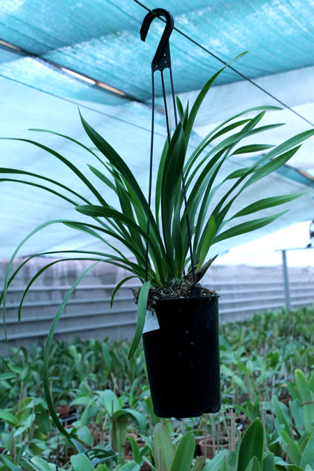 Cymbidium cascade 'Sakura'.jpg