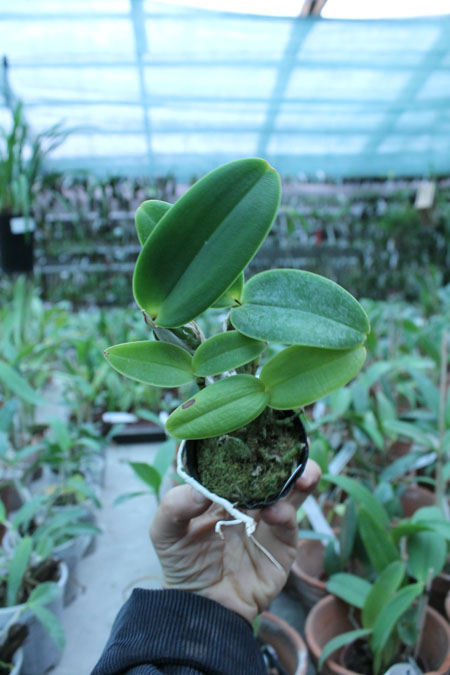 nobilior semi alba.jpg