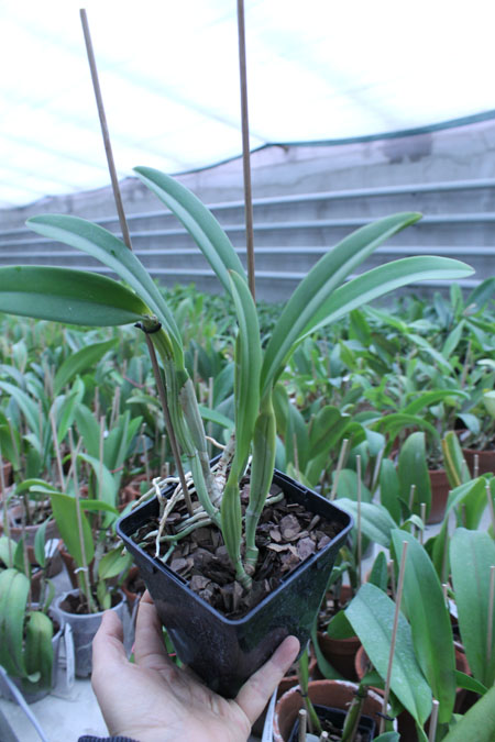 Cattleya lueddemanniana rubra 'Dark Giant' x self.jpg