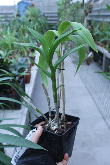Dendrobium Lady Pink x King Dragon.jpg