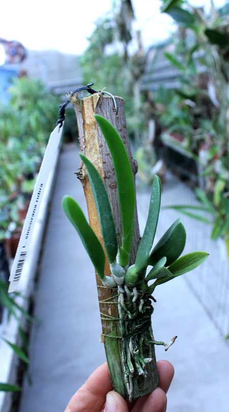 Laelia sincorana rubra.jpg