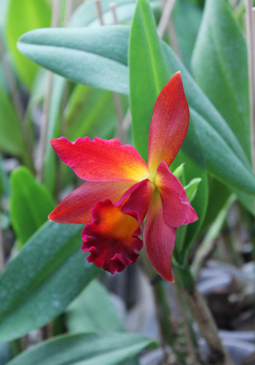 Potinara Chief Sweet Orange 'Sweet Orange'.jpg