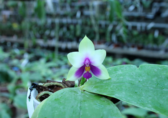 Phalaenopsis bellina 'blue'.jpg
