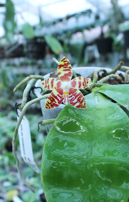 Phalaenopsis amboinensis red spot type.jpg