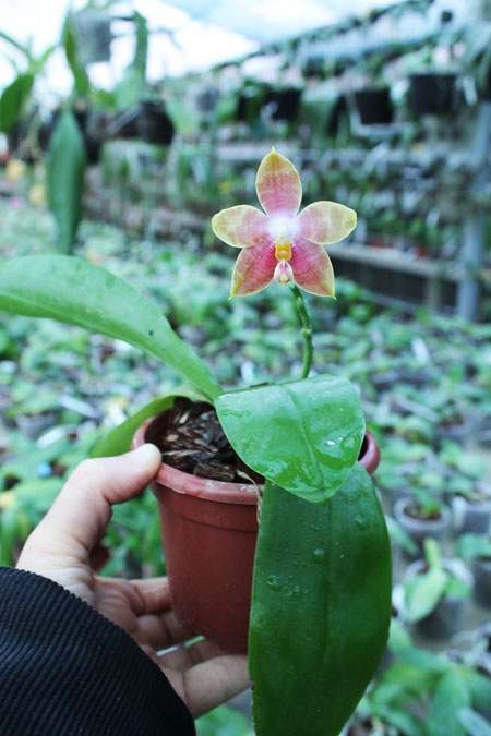 Phalaenopsis amboinensis x Phalaenopsis Penang Girl.jpg