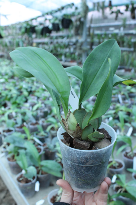 Trichopilia suavis.jpg