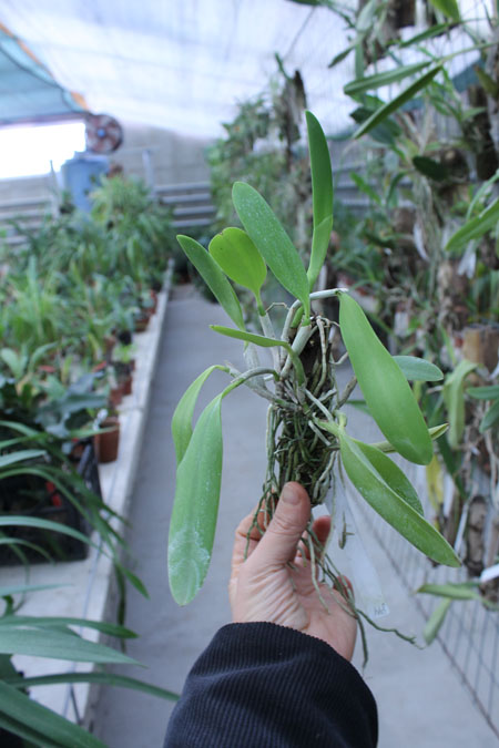 Laelia praestans 'Black Lip' XXX x Laelia praestans 'Daniel' XXX.jpg