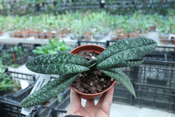 Paphiopedilum Magic Lantern.jpg