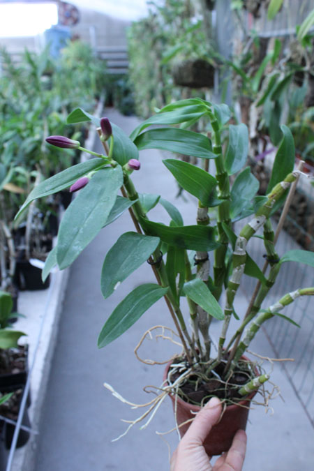 Dendrobium Red Emperor 'Prince'.jpg