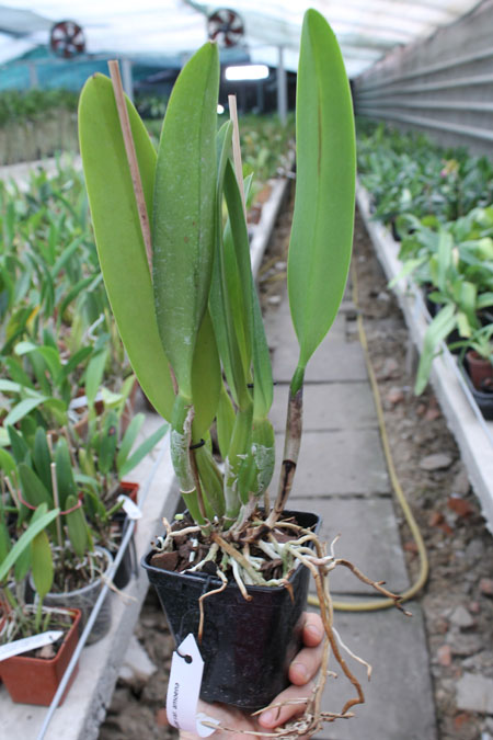 Cattleya mossiae amoena.jpg