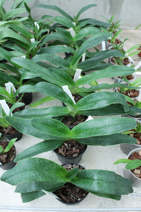 Paphiopedilum Woessner Kologod.jpg