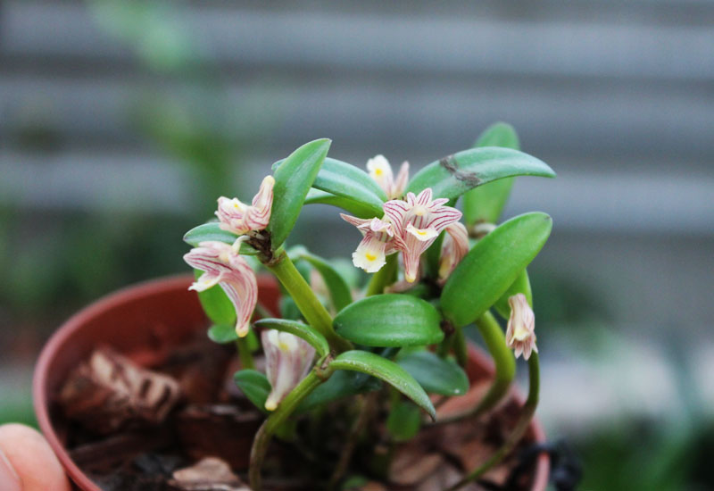 Dendrobium quadrangulare.jpg