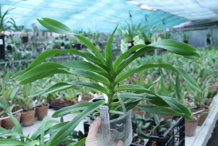 Vanda denisoniana Yellow Shinetorn.jpg