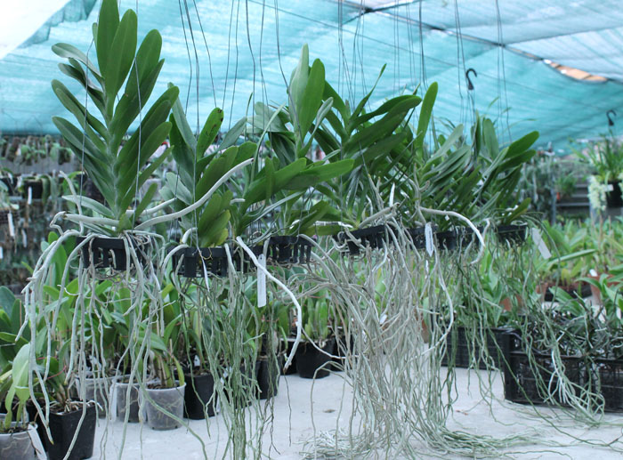 Aerides houlletiana.jpg