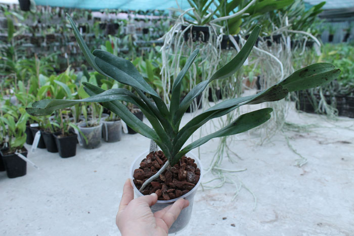 Angraecum sesquipedale.jpg