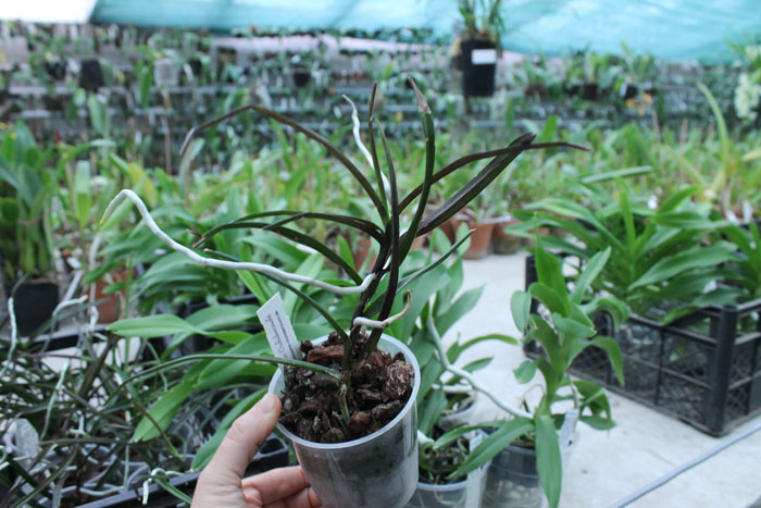 Ascocentrum christensonianum.jpg