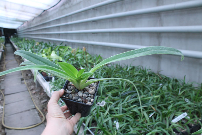 Phragmipedium Memory Dick Clements.jpg