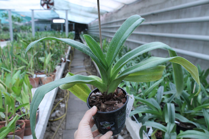 Paphiopedilum New Generation x Maniac.jpg