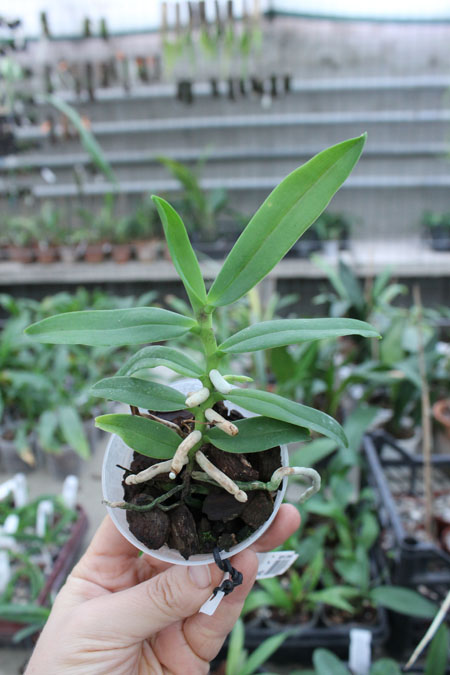 Diploprora truncata.jpg