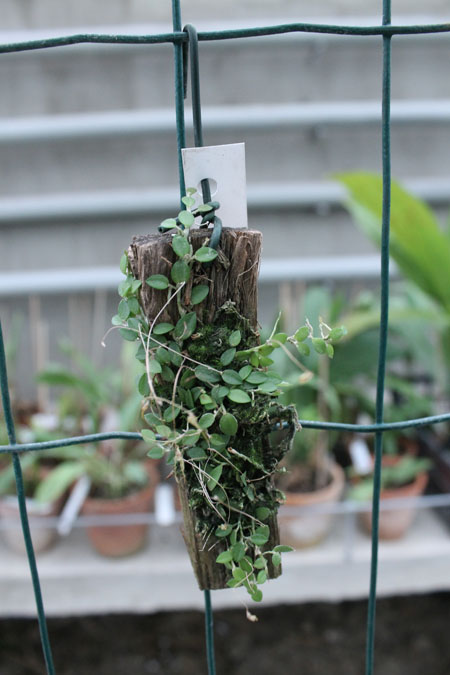 Barbosella dusenii.jpg