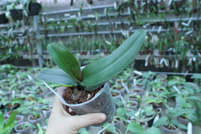 Phalaenopsis stuartiana var nobilis.jpg