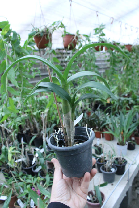 Den Chao Praya Gem.jpg