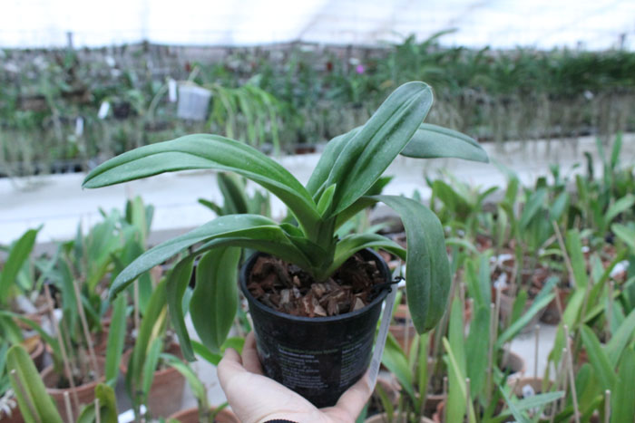 Paphiopedilum Sorcerer's Stone.jpg