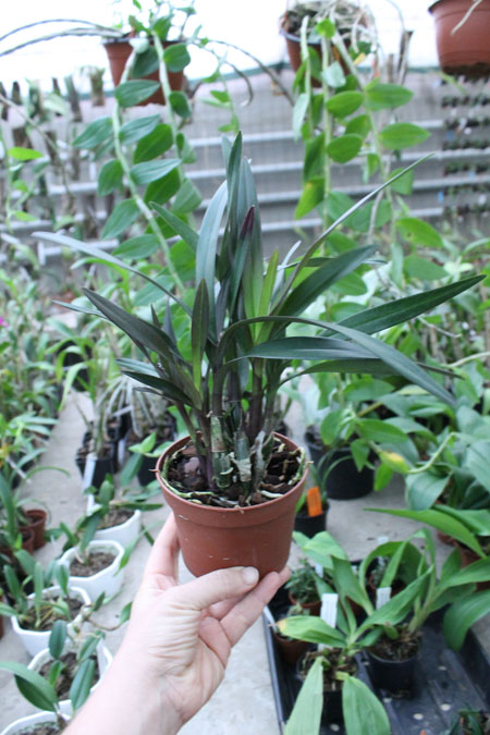 Epidendrum floribundum.jpg