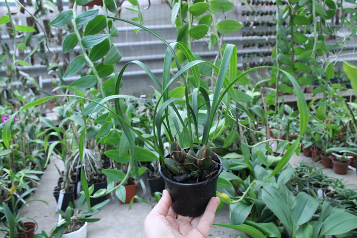 Maxillaria chrysantha.jpg