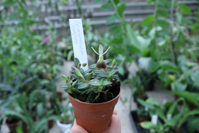 Epidendrum porpax.jpg