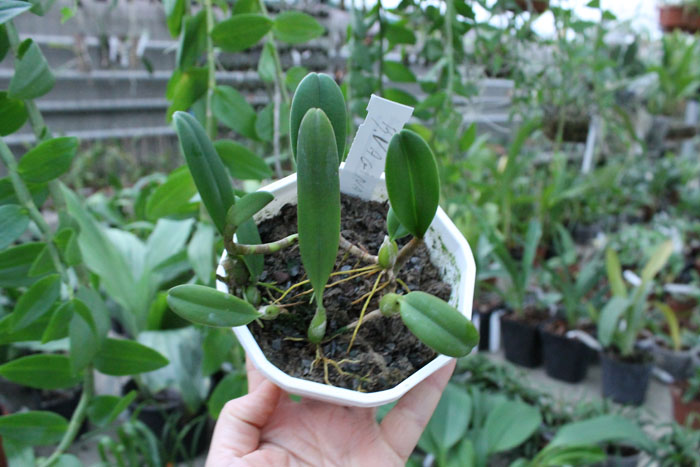 Bulbophyllum vaginatum.jpg