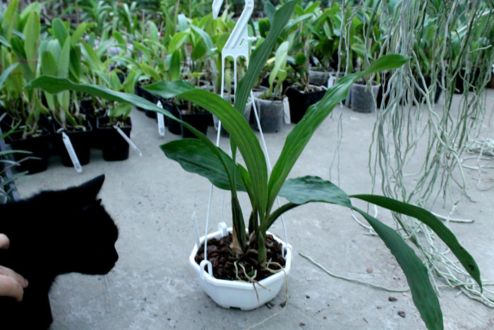 Coelogyne rochussenii.jpg