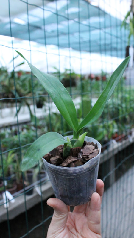 Cuitlauzina pendulum.jpg