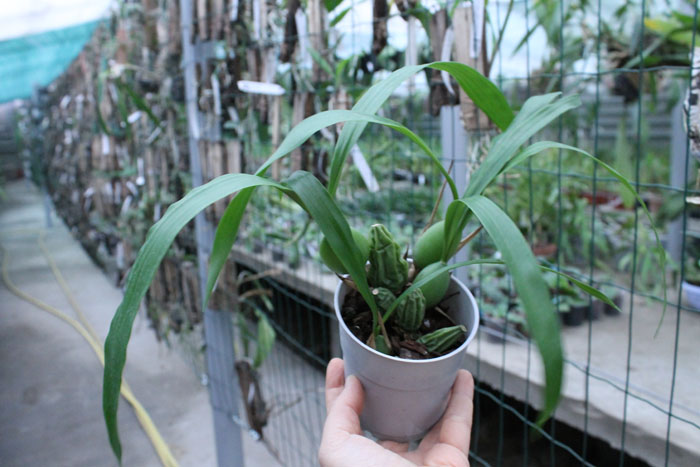 Coelogyne cristata.jpg