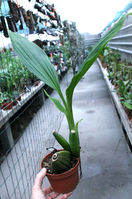 Angulocaste Red Jewel.jpg