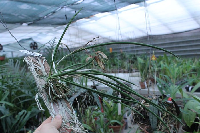 Brassavola Little Star x Laelia perrinii.jpg
