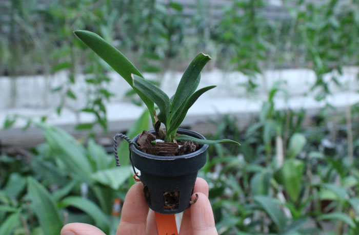 Sophrolaeliocattleya Jillicoc (Sophrolaeliocattleya Jillian Lee x Sophronitis coccinea).jpg