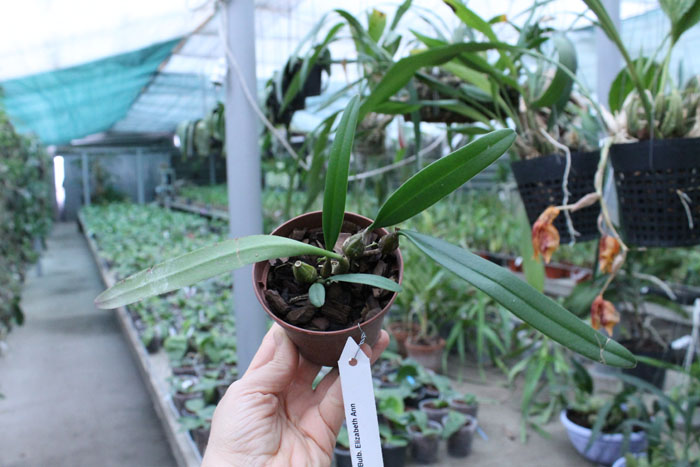 Bulbophyllum Elizabeth Ann.jpg
