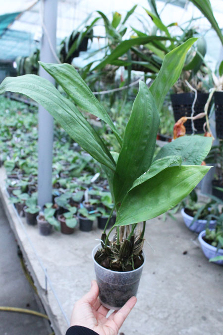 Stanhopea gibbosa.jpg