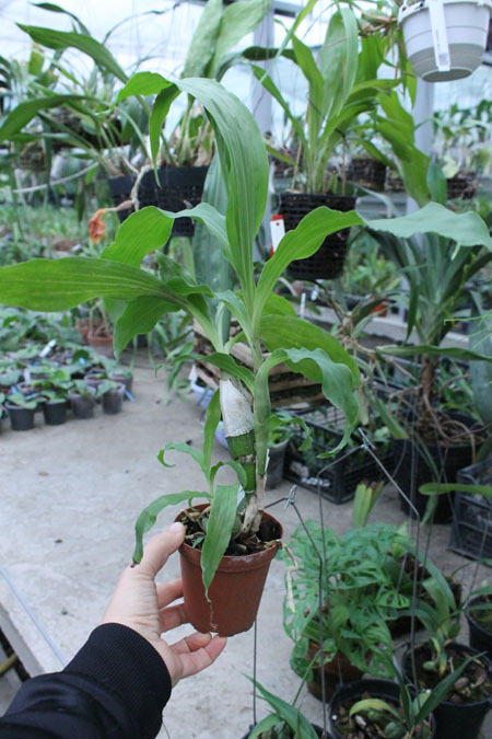 Chysis bractescens.jpg