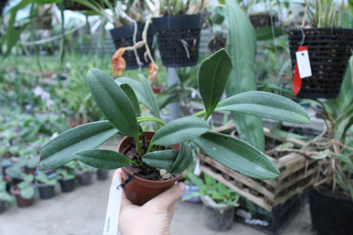 Masdevallia angulata.jpg