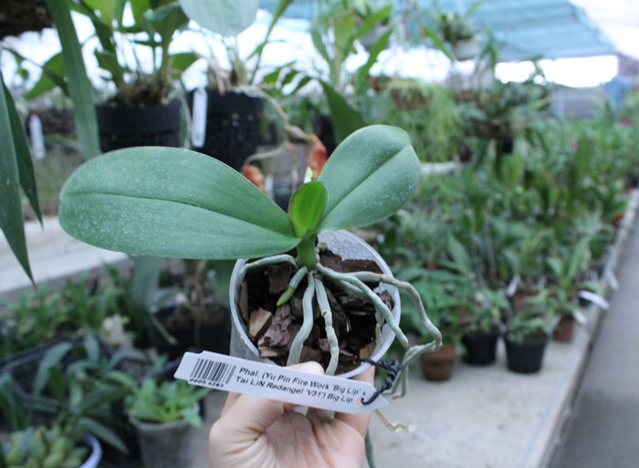 Phalaenopsis (Yu Pin Fire Work 'Big Lip' x Tai LiN Redangel 'V31') Big Lip.jpg