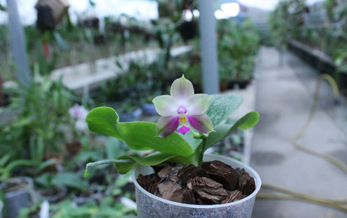 Phalaenopsis Yaphon Red Jewel x Ld's Bear Queen.jpg