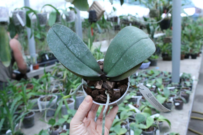 Phalaenopsis Sara Lee x Taipei Gold.jpg