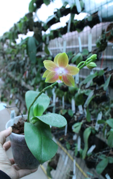 Phalaenopsis Lioulin Moon x bellina blue.jpg