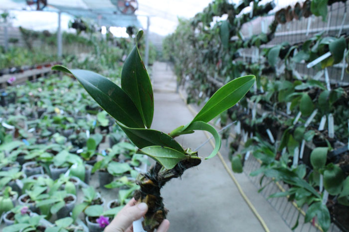 Epigeneium treacherianum (lyonii).jpg