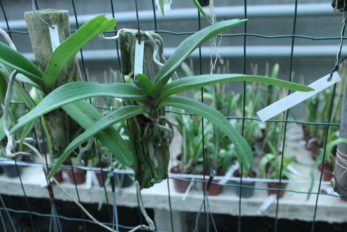 Rhynchostylis gigantea Blue.jpg
